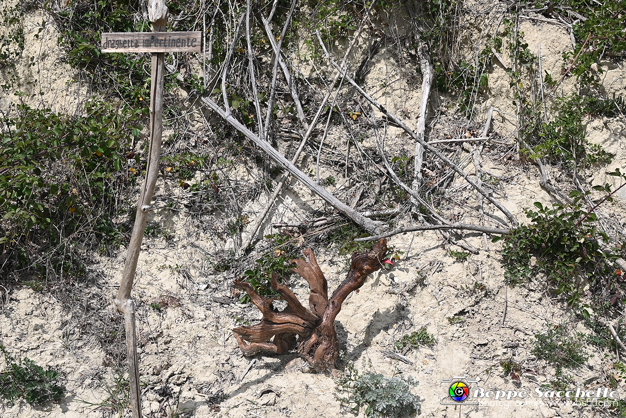 VBS_3154 - Mango (Cuneo) - Gnomovia.jpg